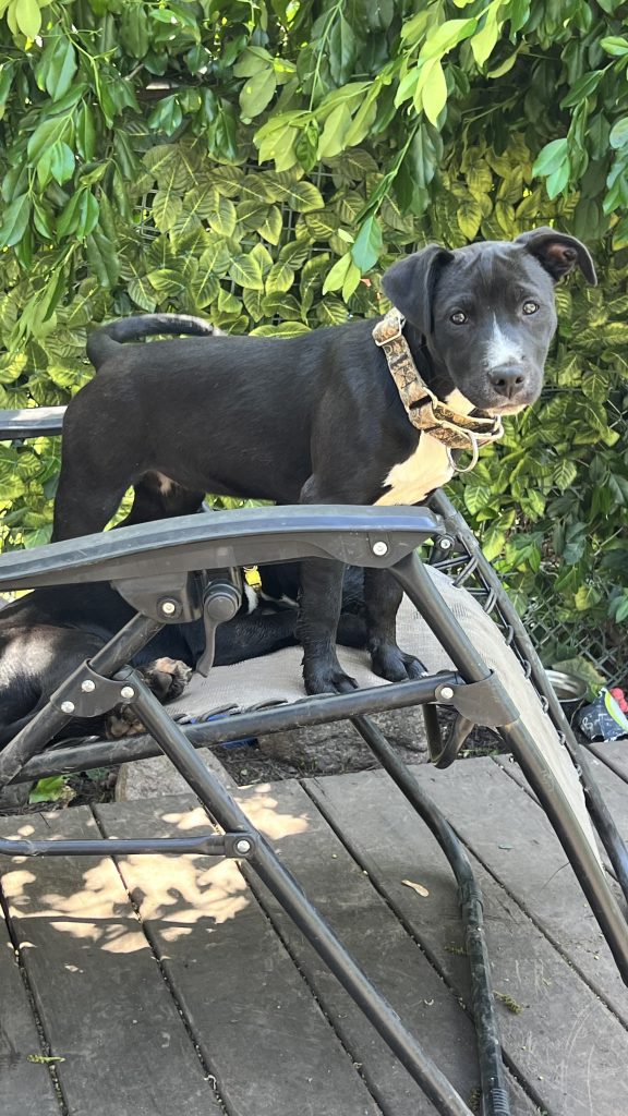 Marge is a Jack Russel/American Bully female puppy.