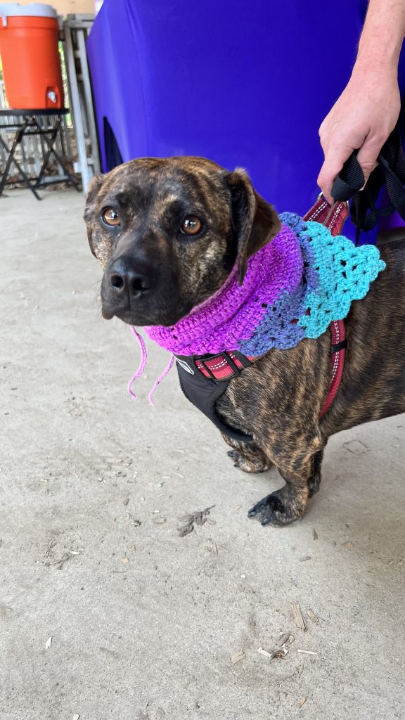 Willow is a Mastiff/Dachshund/Chihuahua female rescue owned by one of our board members and fosters.
